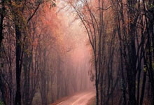 佩斯在最新比赛中战胜了蒙彼利埃